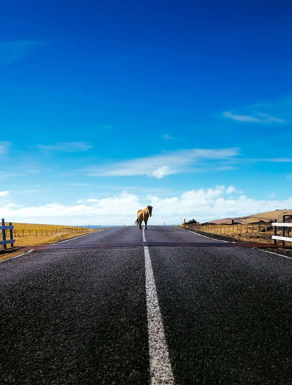 How to think like a horse when driving