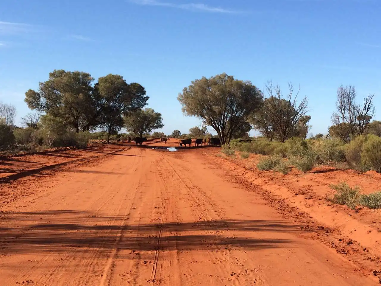 Remote car accidents: what to do when you’re stuck in the bush