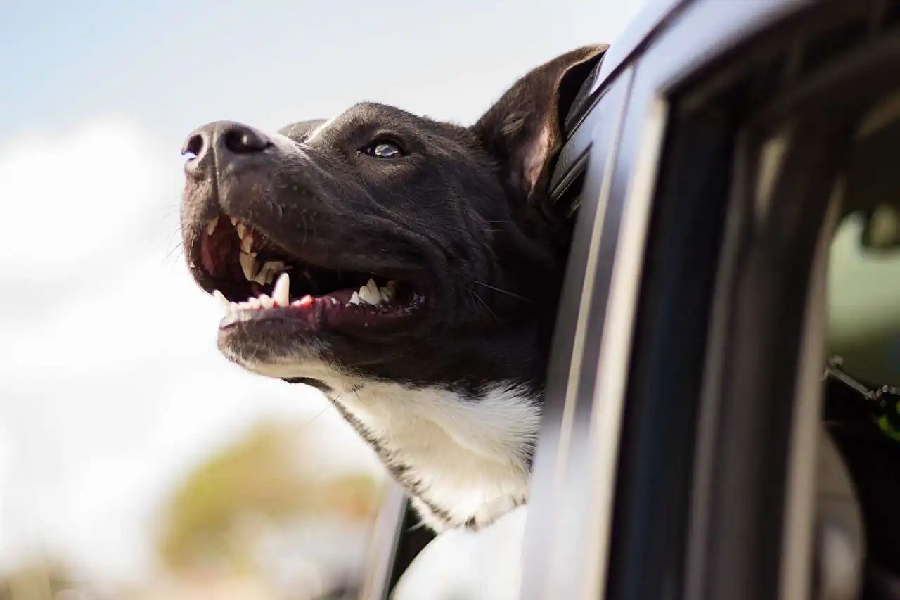 What to consider when driving with dogs on board